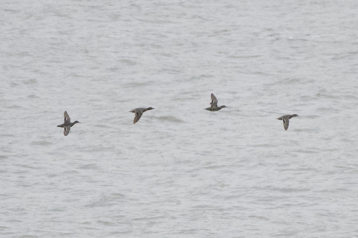 Green-winged Teal - Adam Cunningham