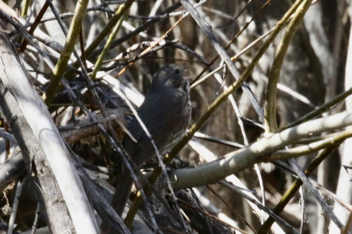 Fox Sparrow - ML617899239