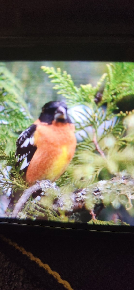 Cardinal à tête noire - ML617899242