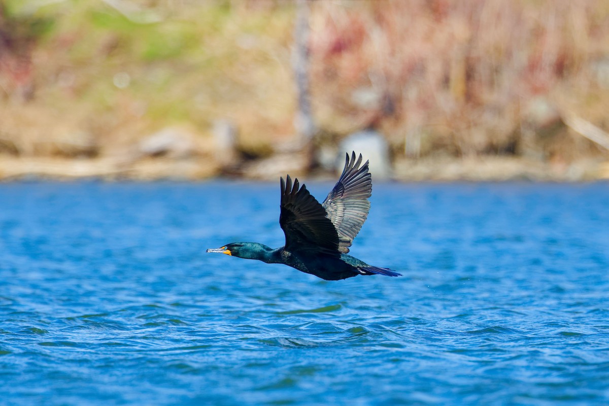 Double-crested Cormorant - Darry W.