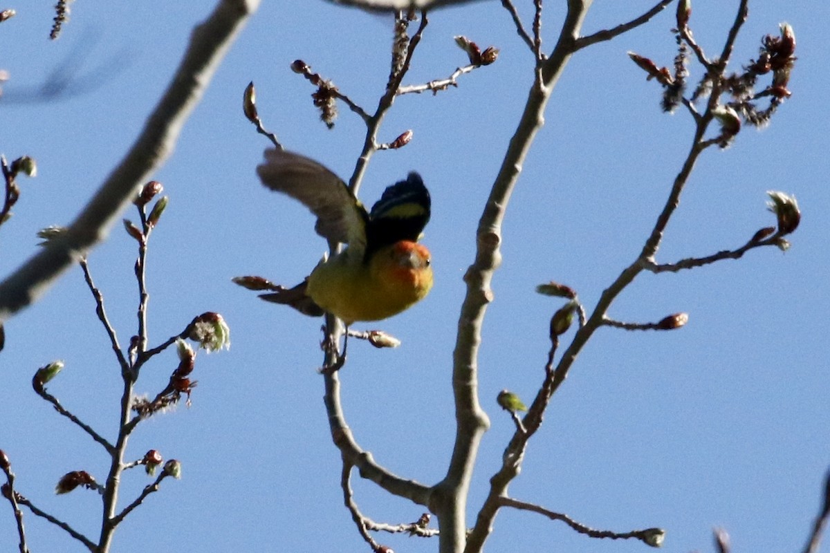Western Tanager - ML617899255
