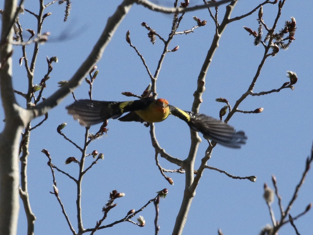 Western Tanager - ML617899256