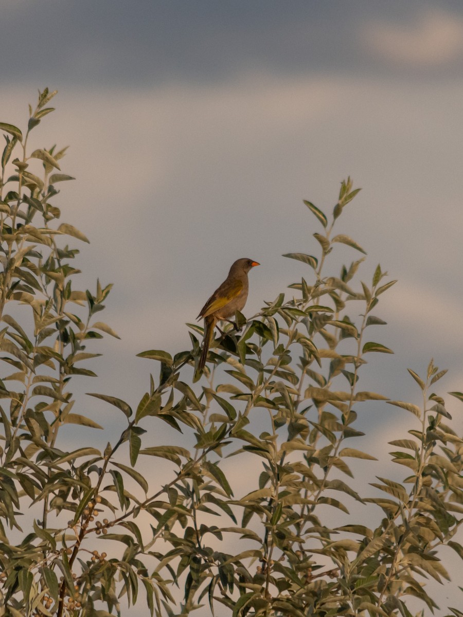 Great Pampa-Finch - ML617899273