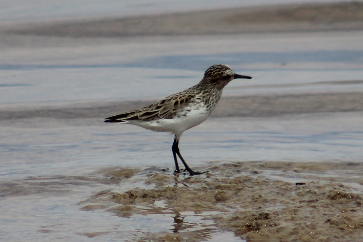 Semipalmated Sandpiper - ML617899292