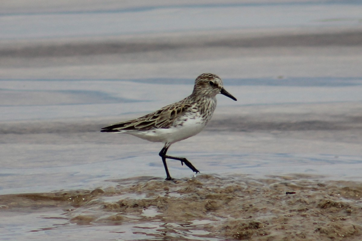 Semipalmated Sandpiper - ML617899293