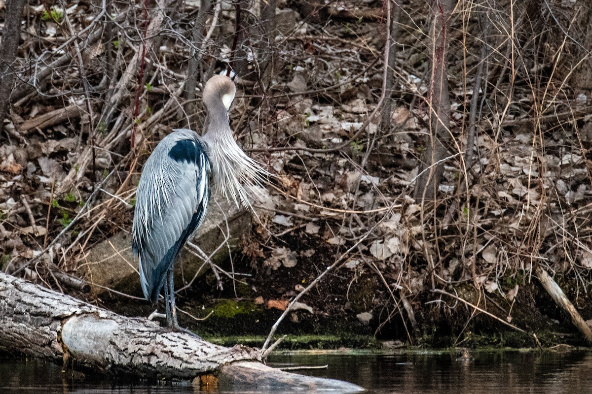 Great Blue Heron - ML617899298