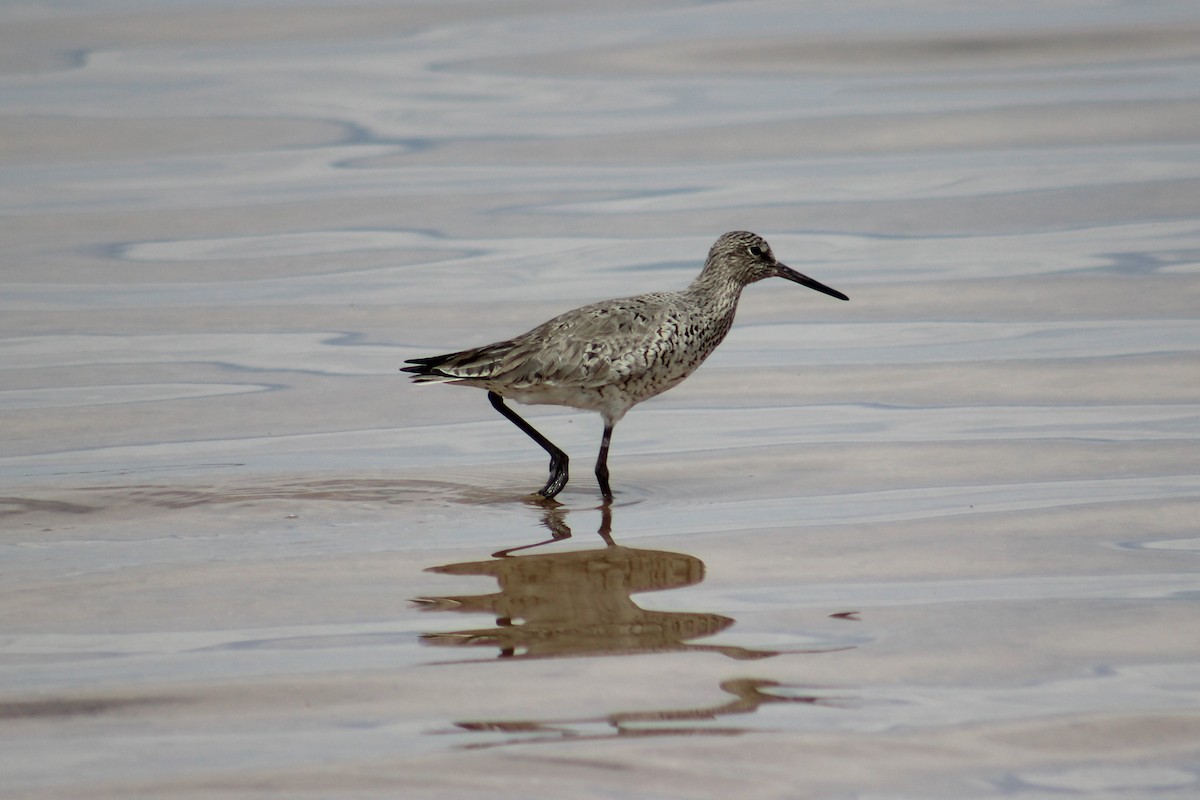 Willet - ML617899312