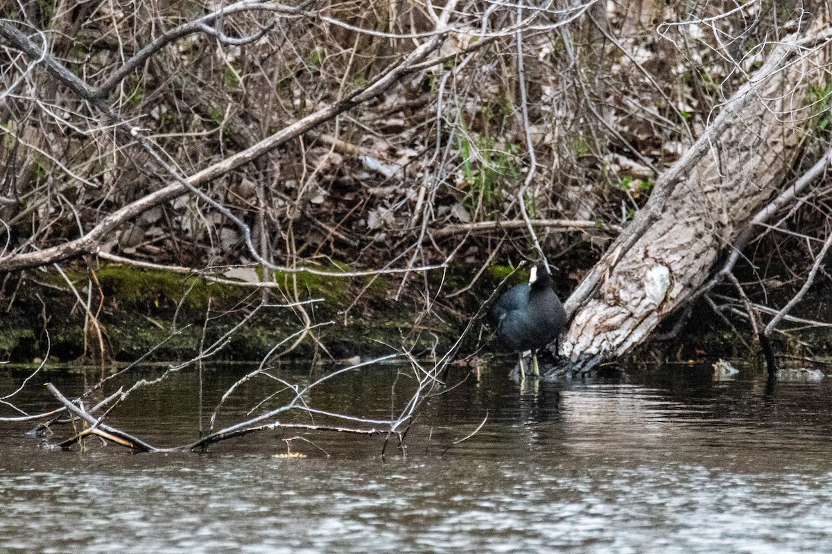 American Coot - ML617899314