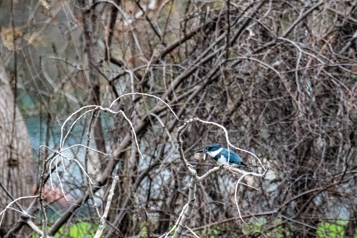 Belted Kingfisher - ML617899329