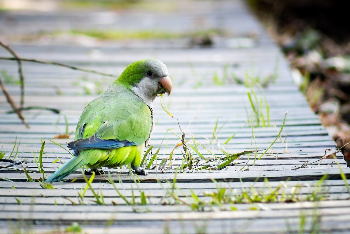 Monk Parakeet - ML617899343