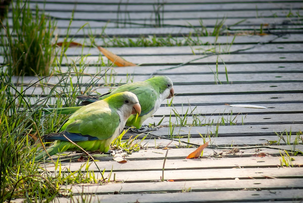 Monk Parakeet - ML617899344