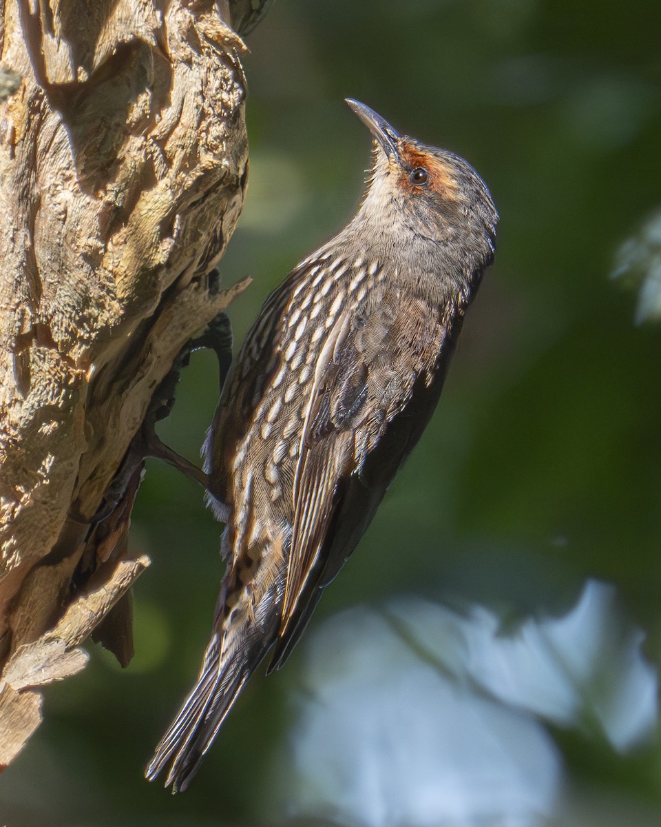 Red-browed Treecreeper - ML617899359