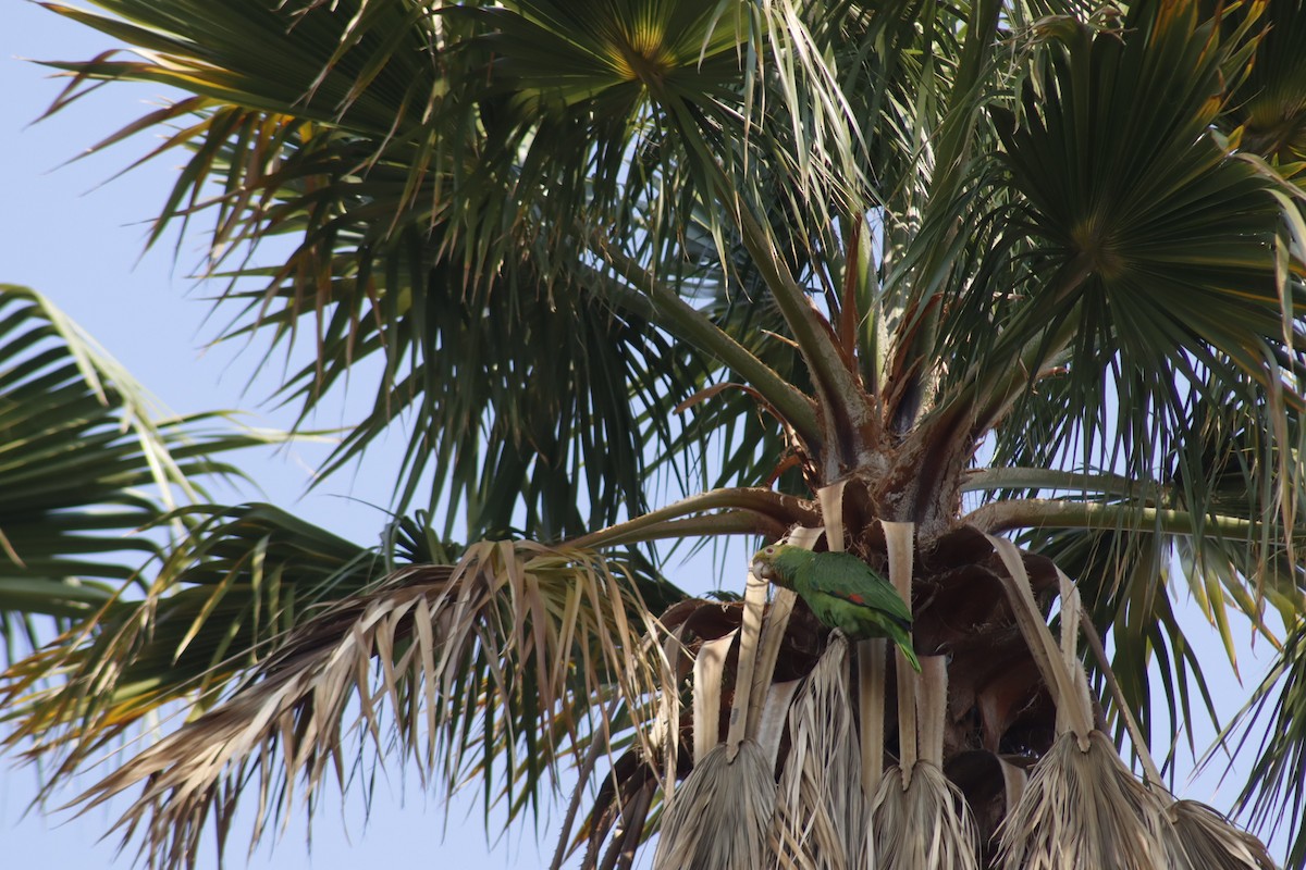 Yellow-headed Parrot - ML617899368