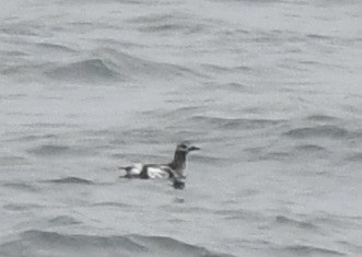 Black Guillemot - ML617899451