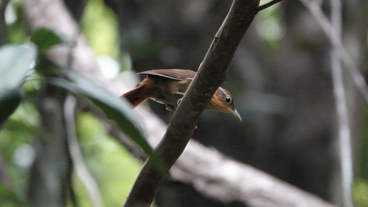 Fawn-throated Foliage-gleaner - ML617899485