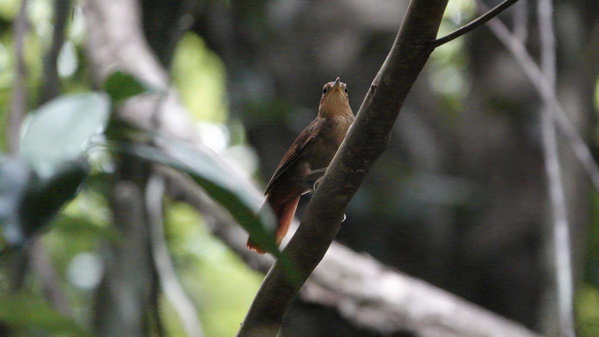 Fawn-throated Foliage-gleaner - ML617899487