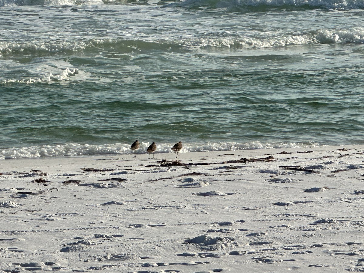 Short-billed Dowitcher - ML617899495