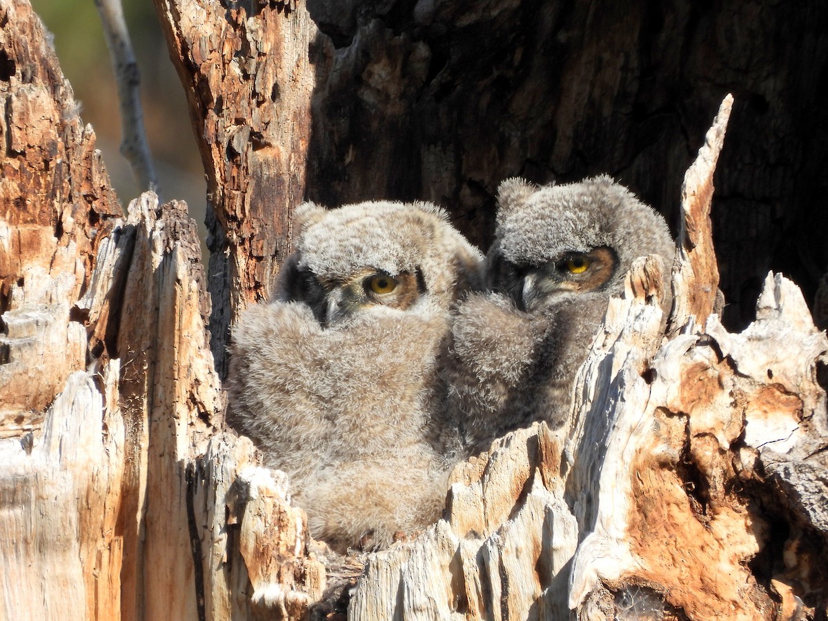 Great Horned Owl - ML617899557