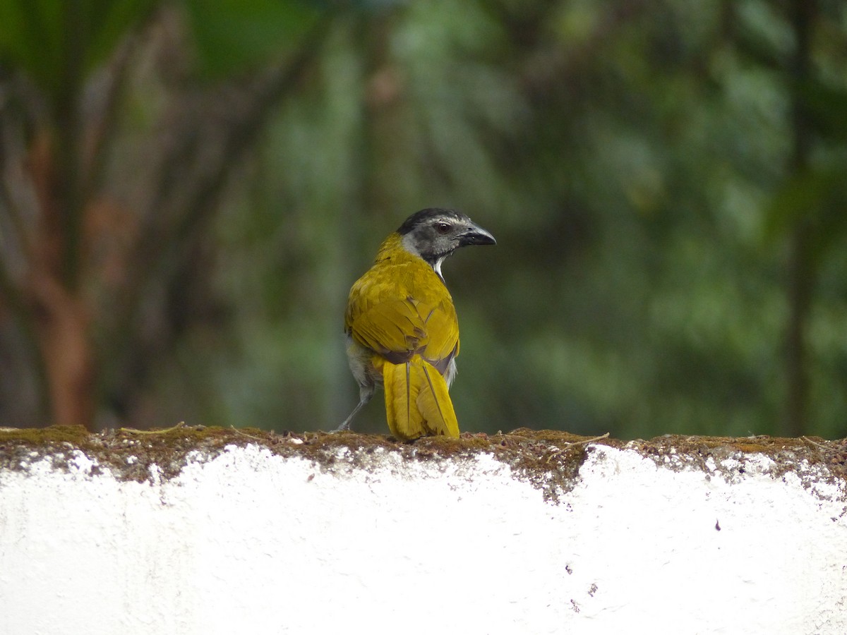 Saltator à tête noire - ML617899565