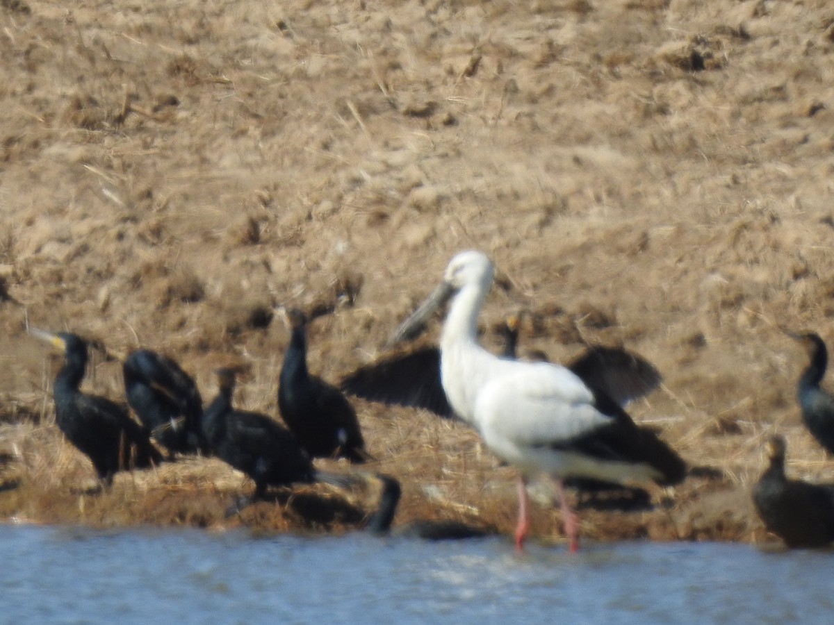 Oriental Stork - ting zou