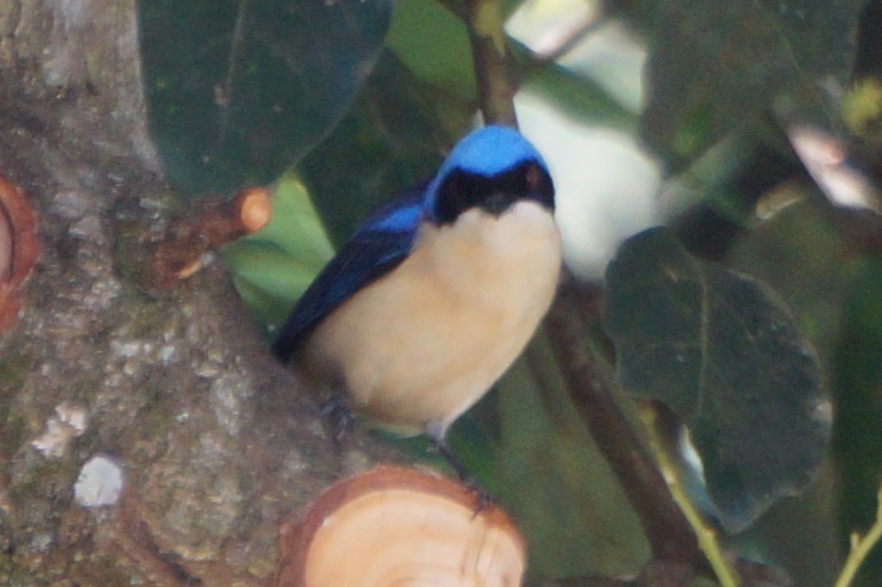 Fawn-breasted Tanager - Pablo Perez - Perez