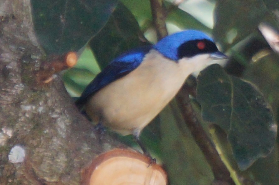 Fawn-breasted Tanager - Pablo Perez - Perez