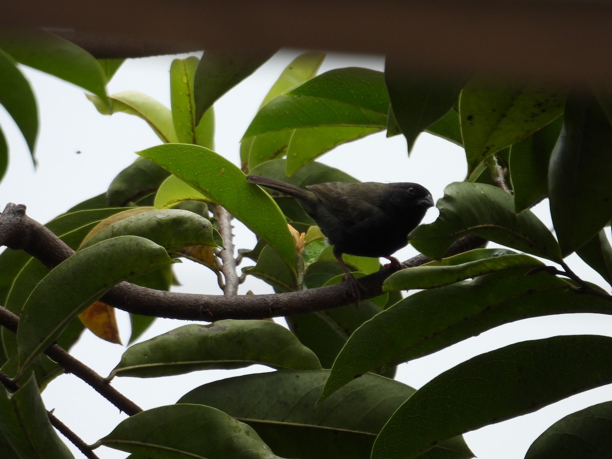 Black-faced Grassquit - Juan Ramírez