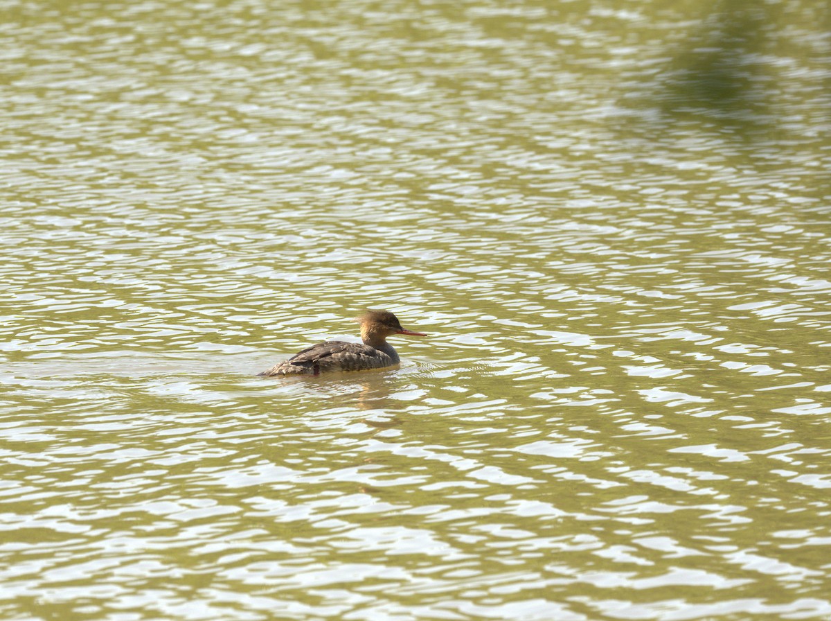 Red-breasted Merganser - ML617899692