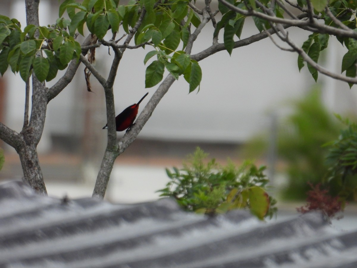 Crimson-backed Tanager - Juan Ramírez