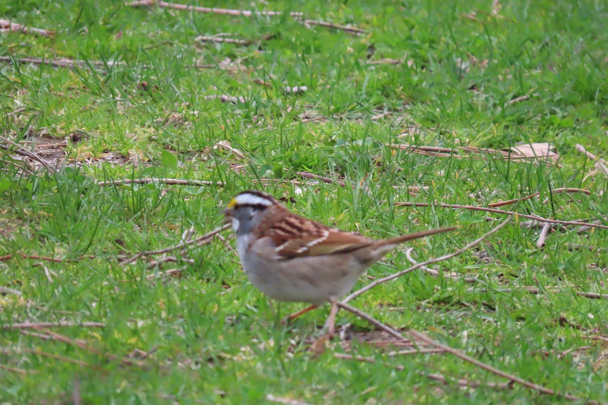 White-throated Sparrow - Kathleen Rawdon