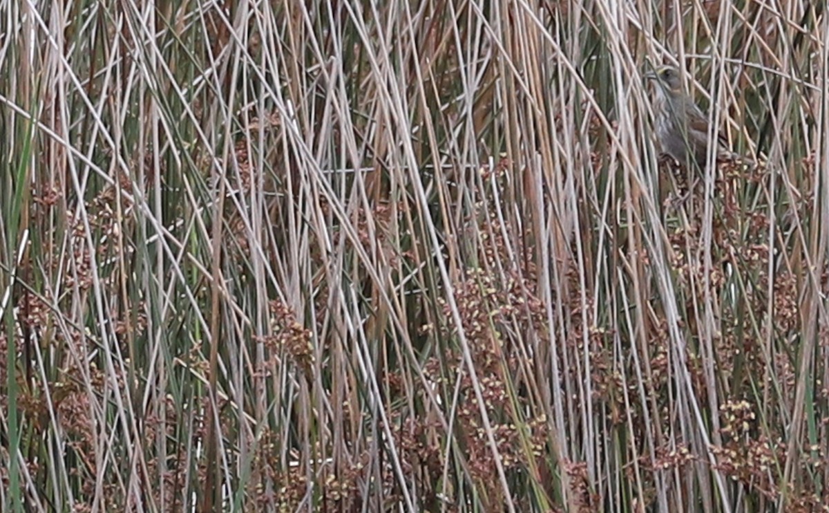 Приморская овсянка-барсучок (maritima/macgillivraii) - ML617899719