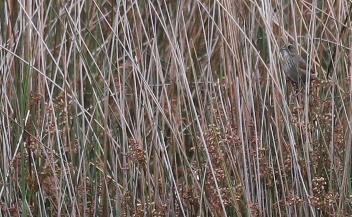 Приморская овсянка-барсучок (maritima/macgillivraii) - ML617899723