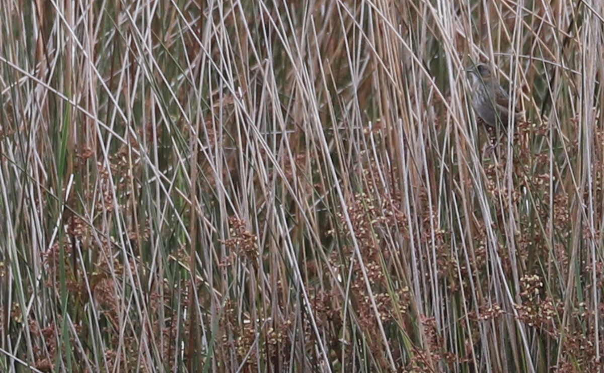 Seaside Sparrow (Atlantic) - Rob Bielawski