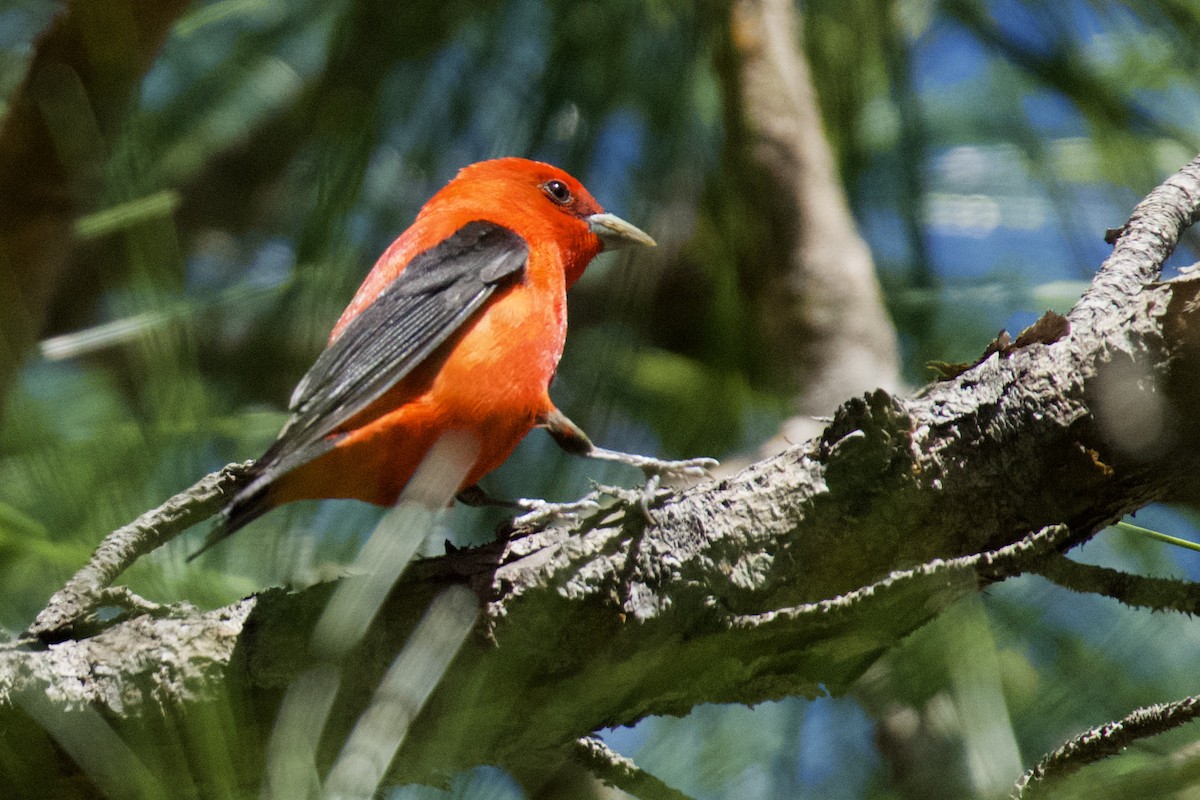 Scarlet Tanager - ML617899744