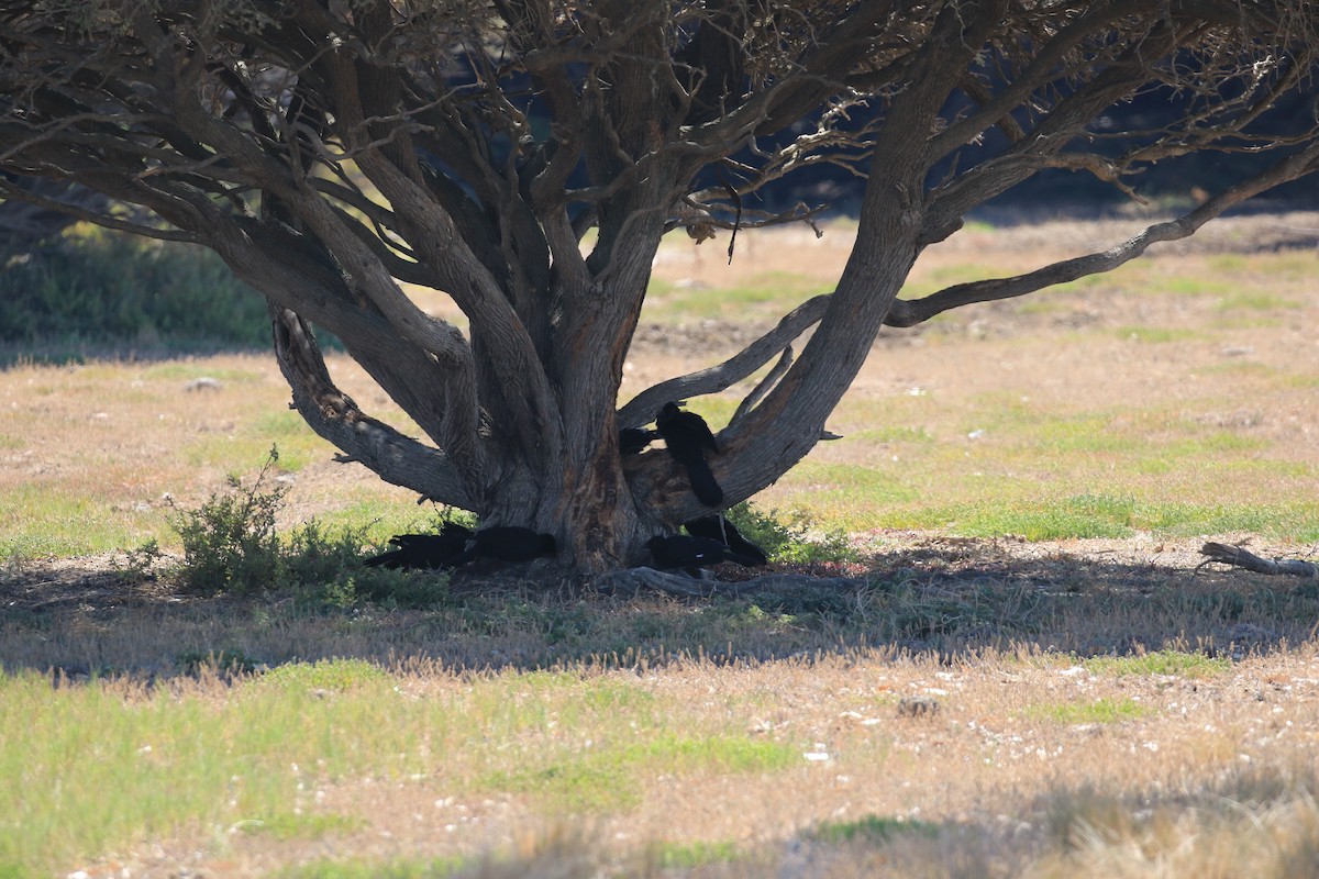 White-winged Chough - Brett Whitfield