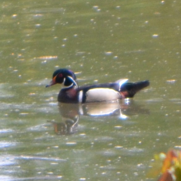 Wood Duck - ML617899770