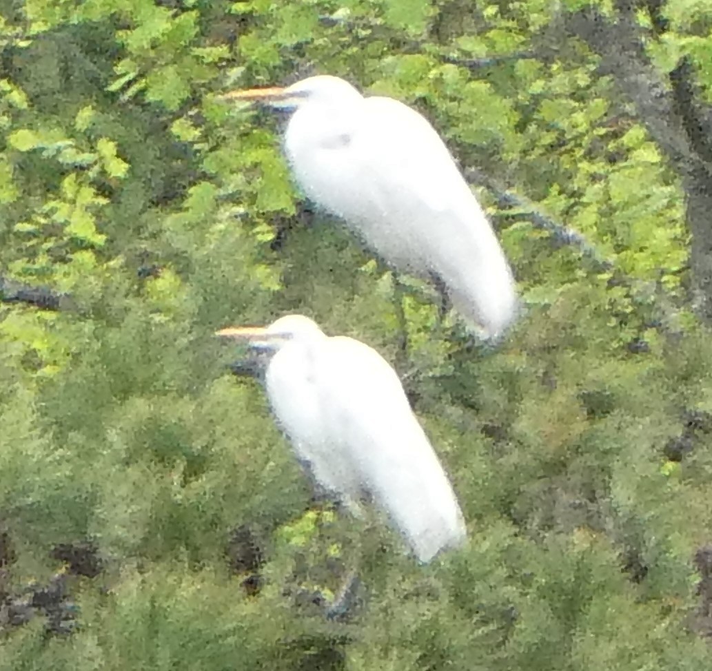 Great Egret - ML617899771