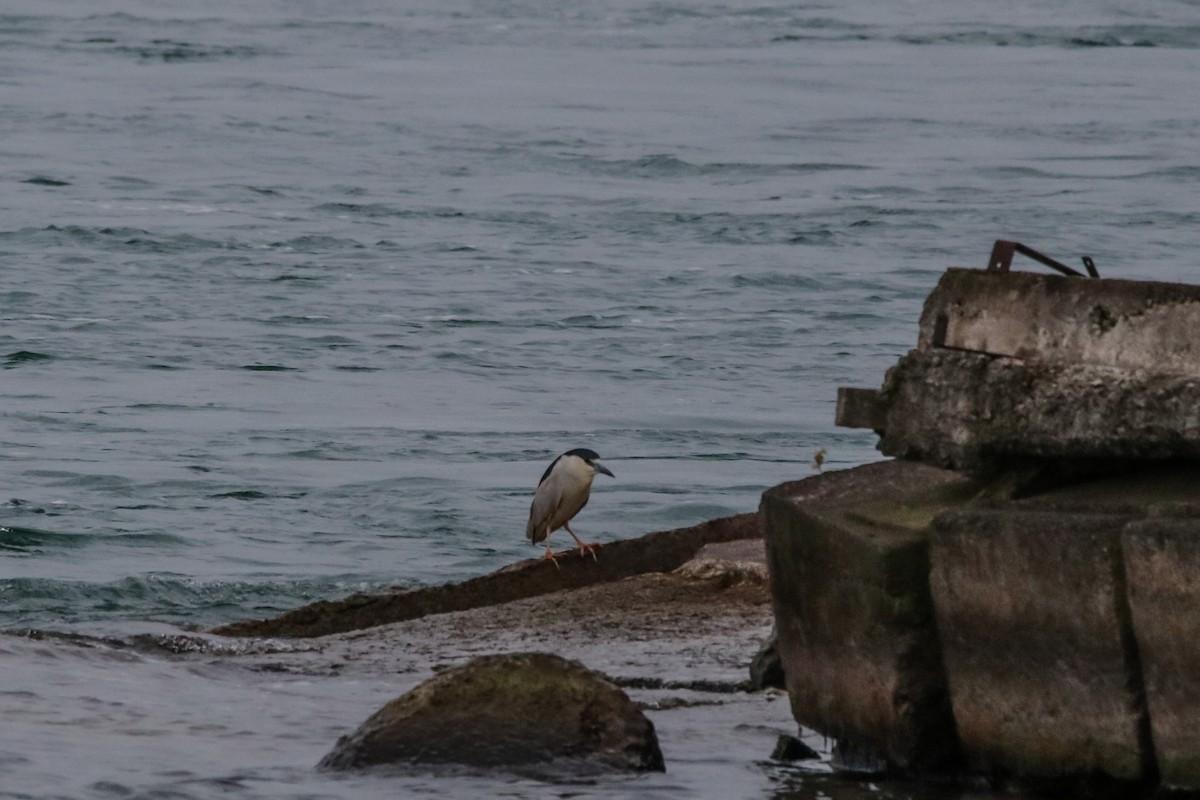 Black-crowned Night Heron - ML617899776