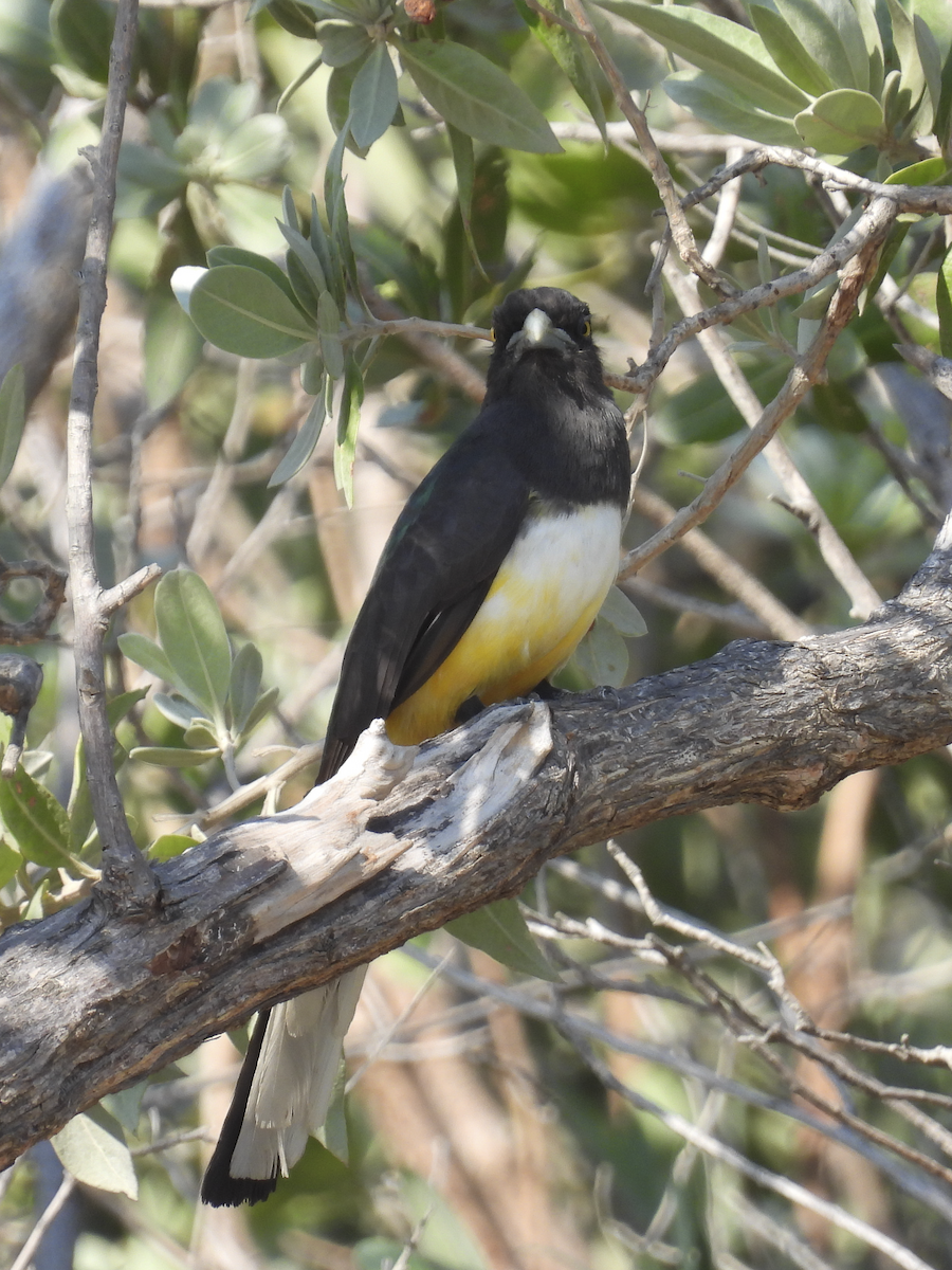 Citreoline Trogon - ML617899826