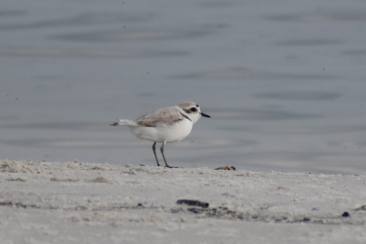 Snowy Plover - ML617899847