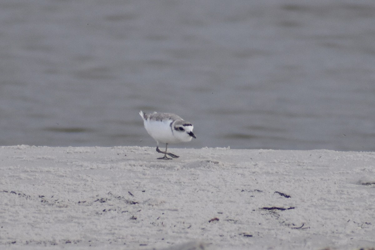 Snowy Plover - ML617899848