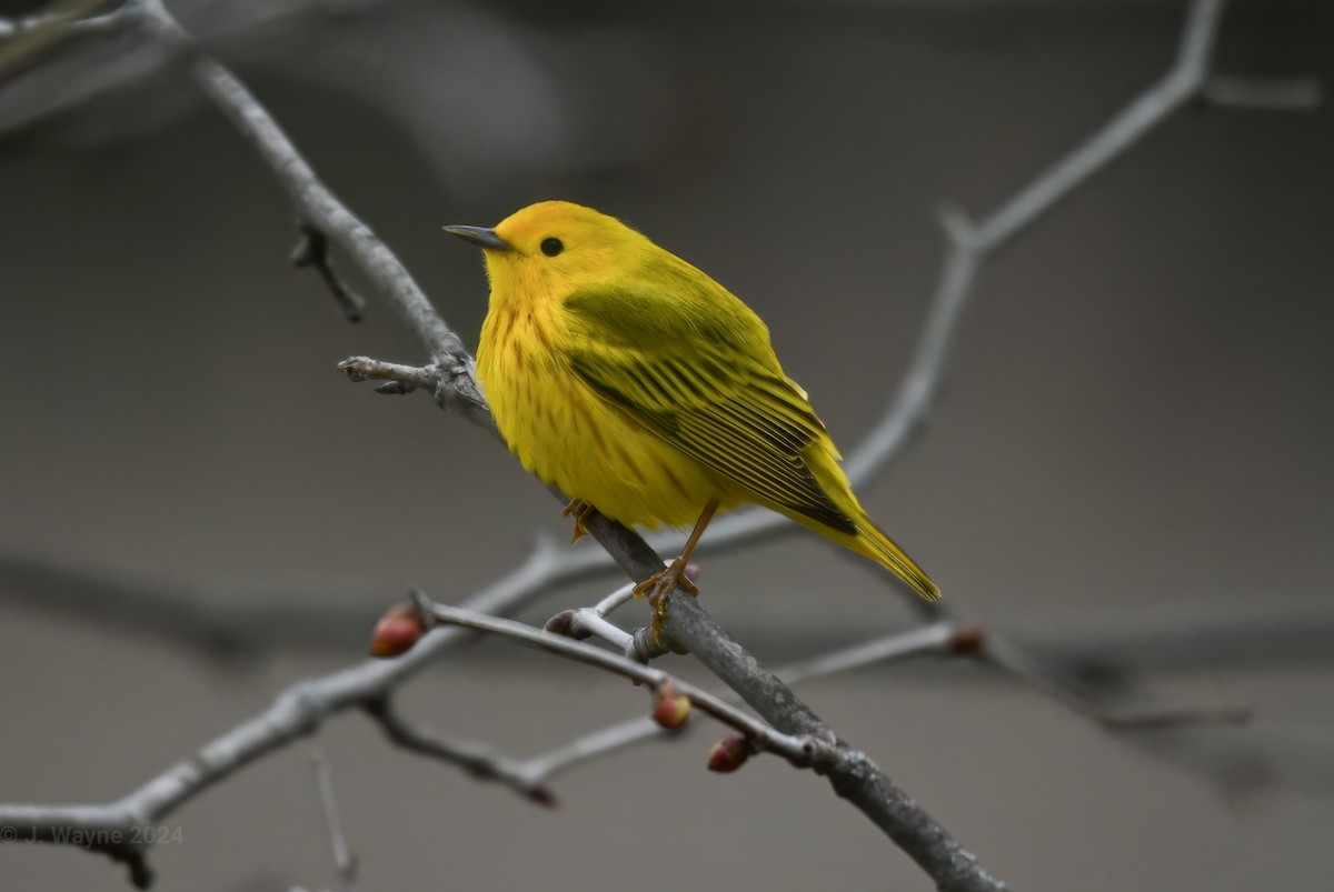 Yellow Warbler - Jason Short