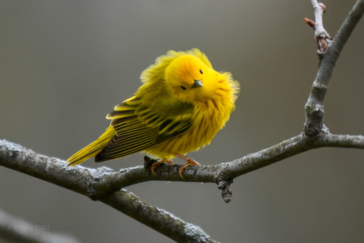 Northern Yellow Warbler - Jason Short