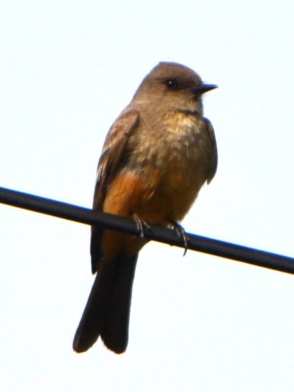 Say's Phoebe - ML617899898