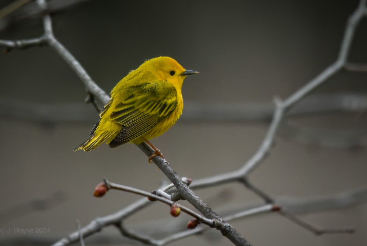 Yellow Warbler - Jason Short