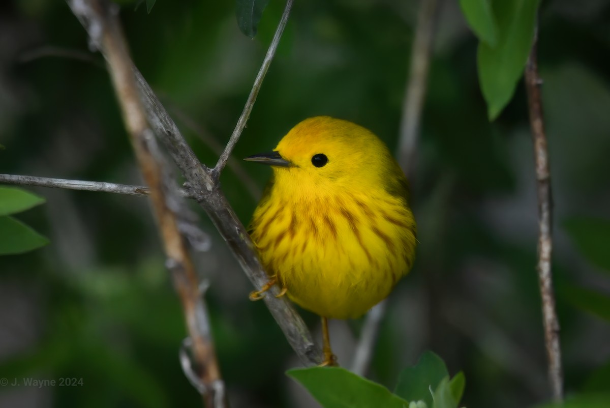 Yellow Warbler - Jason Short