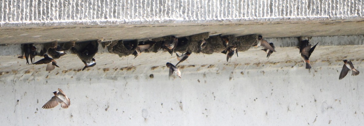 Cliff Swallow - Charles Taft