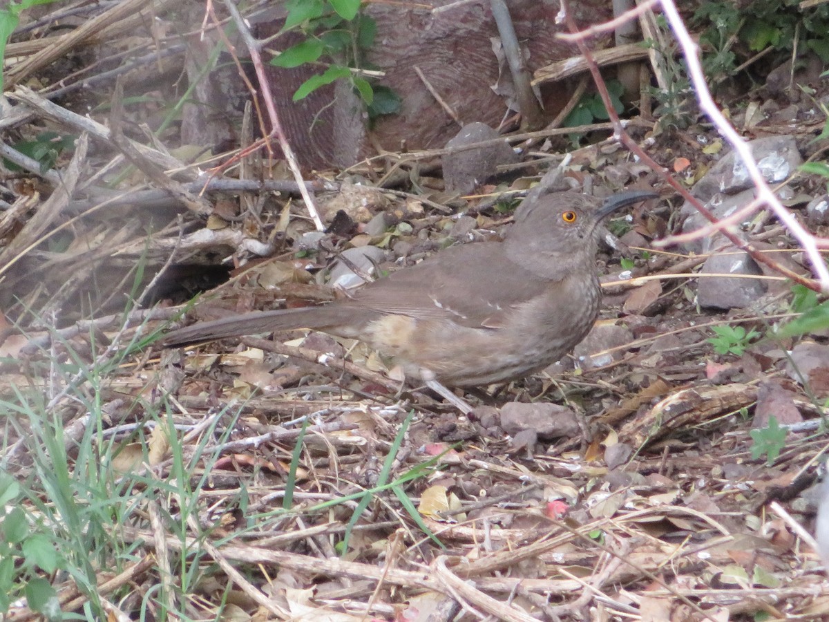 Curve-billed Thrasher - Anna Wittmer