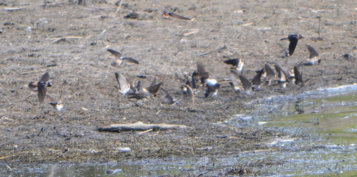 Cliff Swallow - Charles Taft