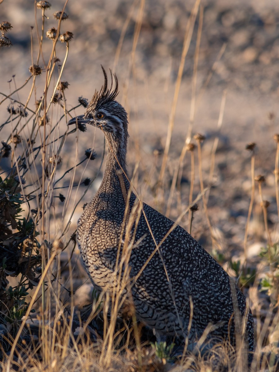 Elegant Crested-Tinamou - Ricardo Carrasco